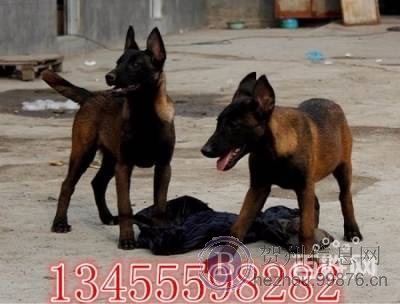 高品质双血统马犬幼犬价格 马犬多少钱一只 马犬图片